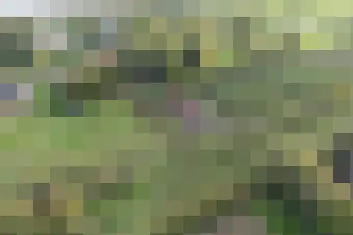 Noordhoeksestraat 4 Driel thumbnail 108