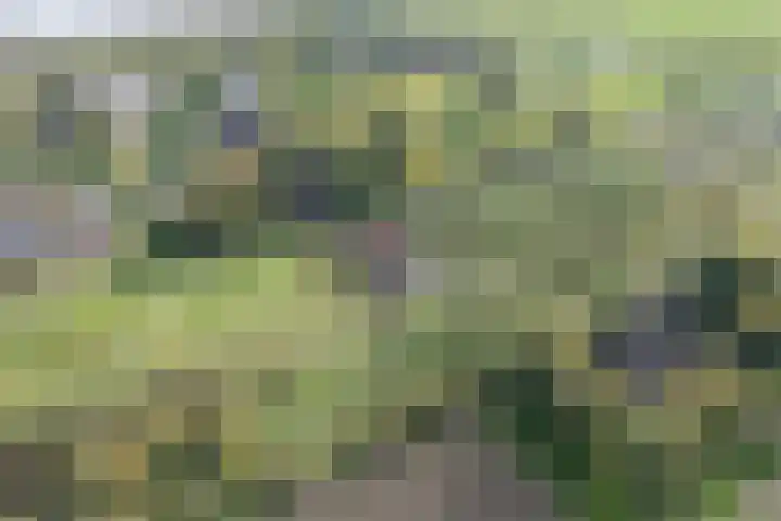 Noordhoeksestraat 4 Driel thumbnail 113