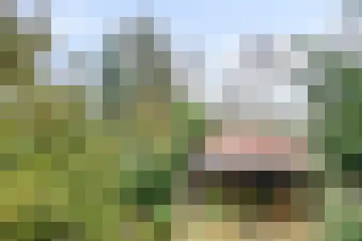Noordhoekstraat 45 Schaijk thumbnail 58