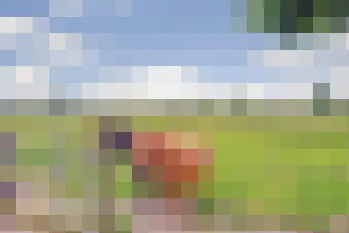 Noordkant 23 Sint Anthonis thumbnail 93