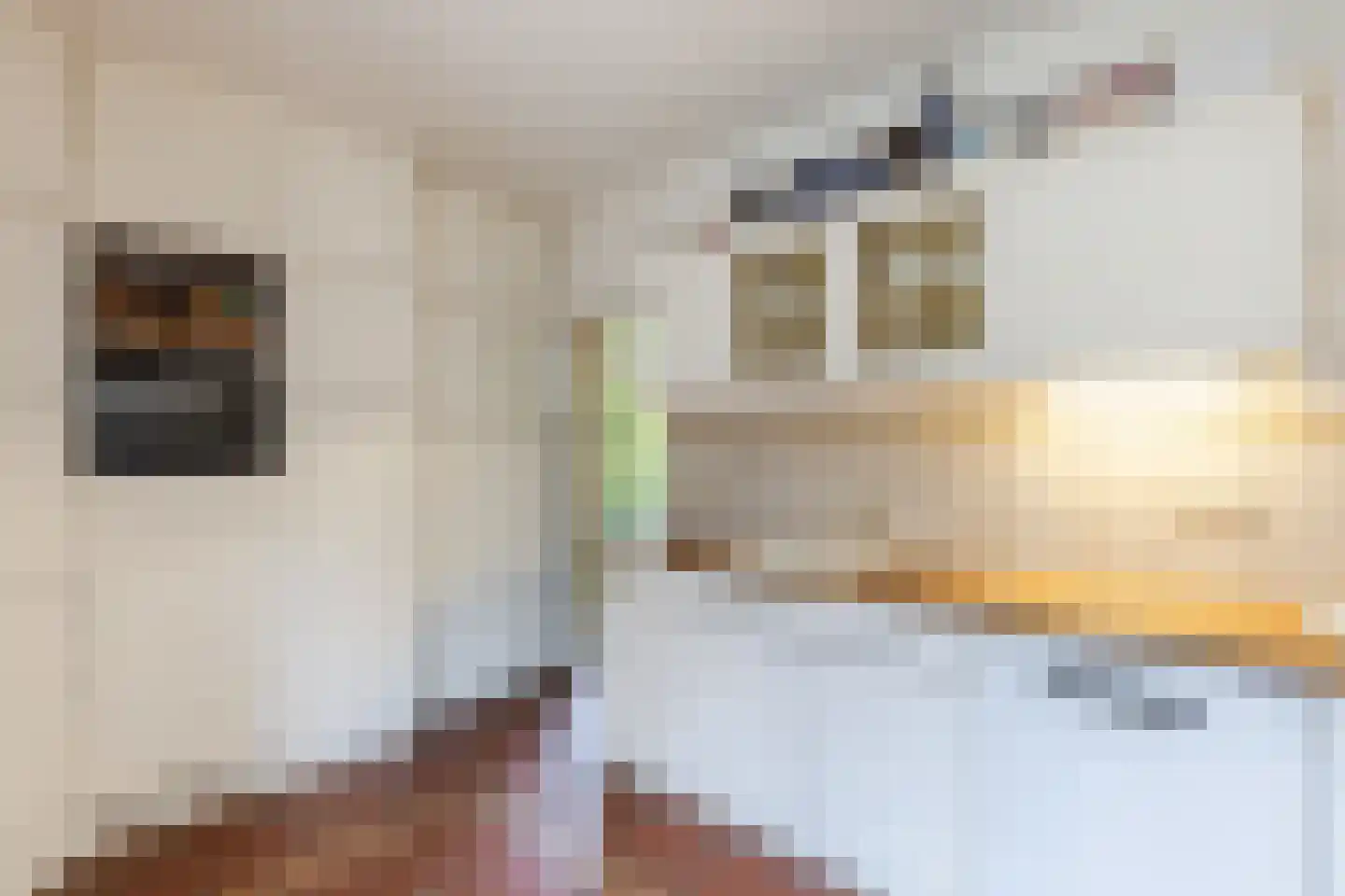Noordlaan 1 Bergen (NH) thumbnail 24
