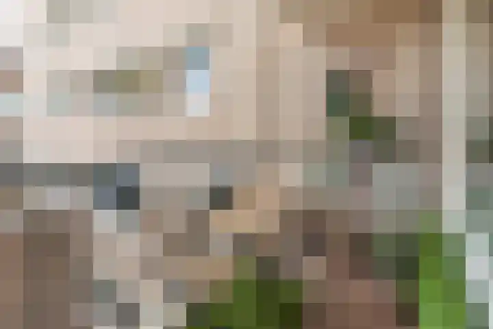 Noordse Bosje 32 Hilversum thumbnail 17