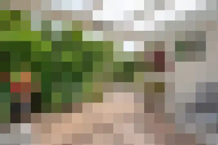 Noordse Stern 1 Emmen thumbnail 4