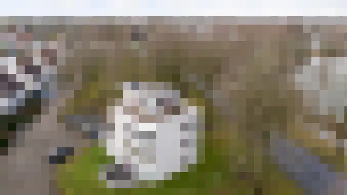 Noordse Stern 28 Emmen thumbnail 46