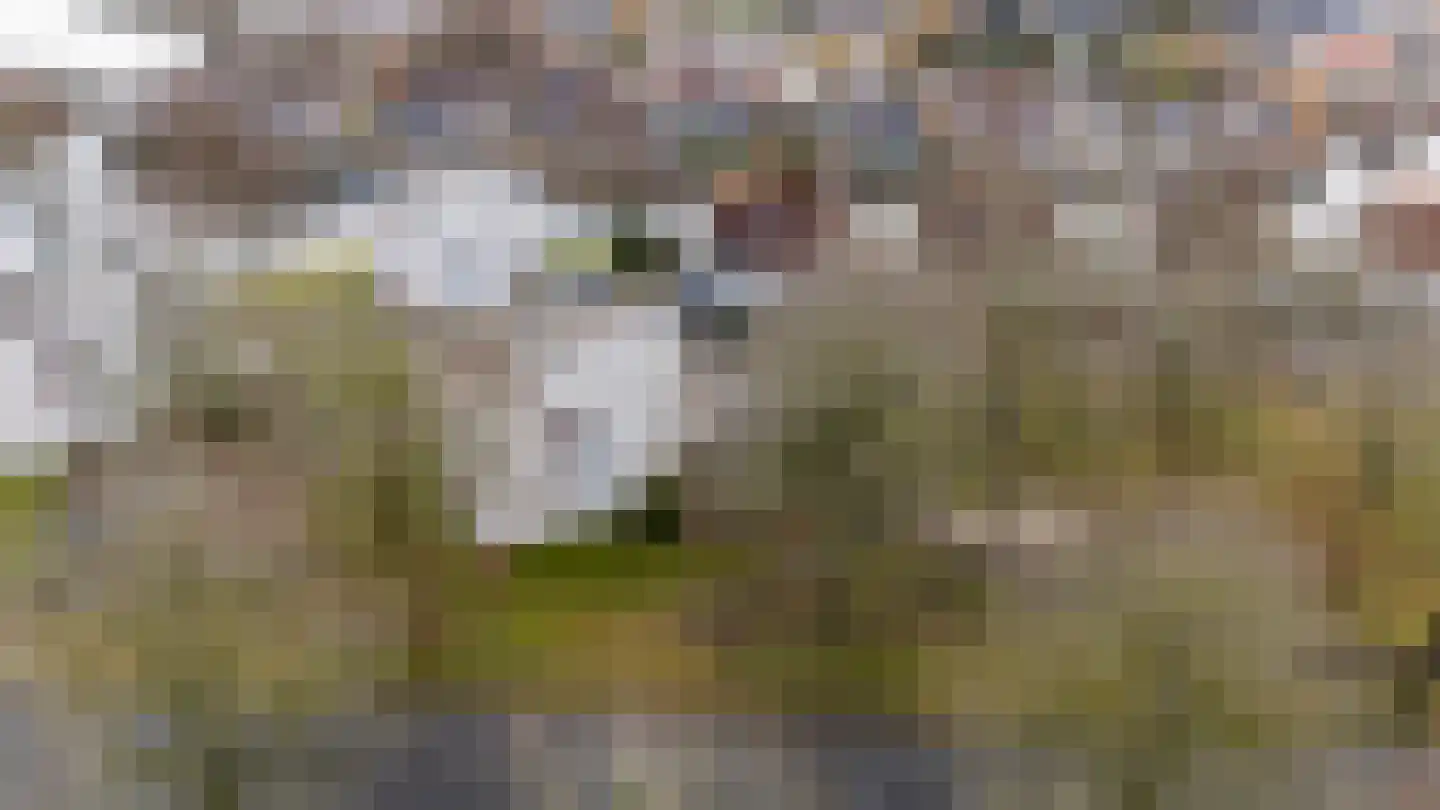 Noordse Stern 28 Emmen thumbnail 48