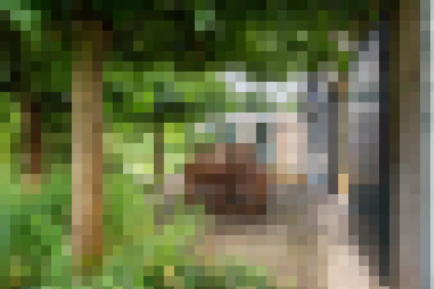 Noordse Stern 3 Ulft thumbnail 35