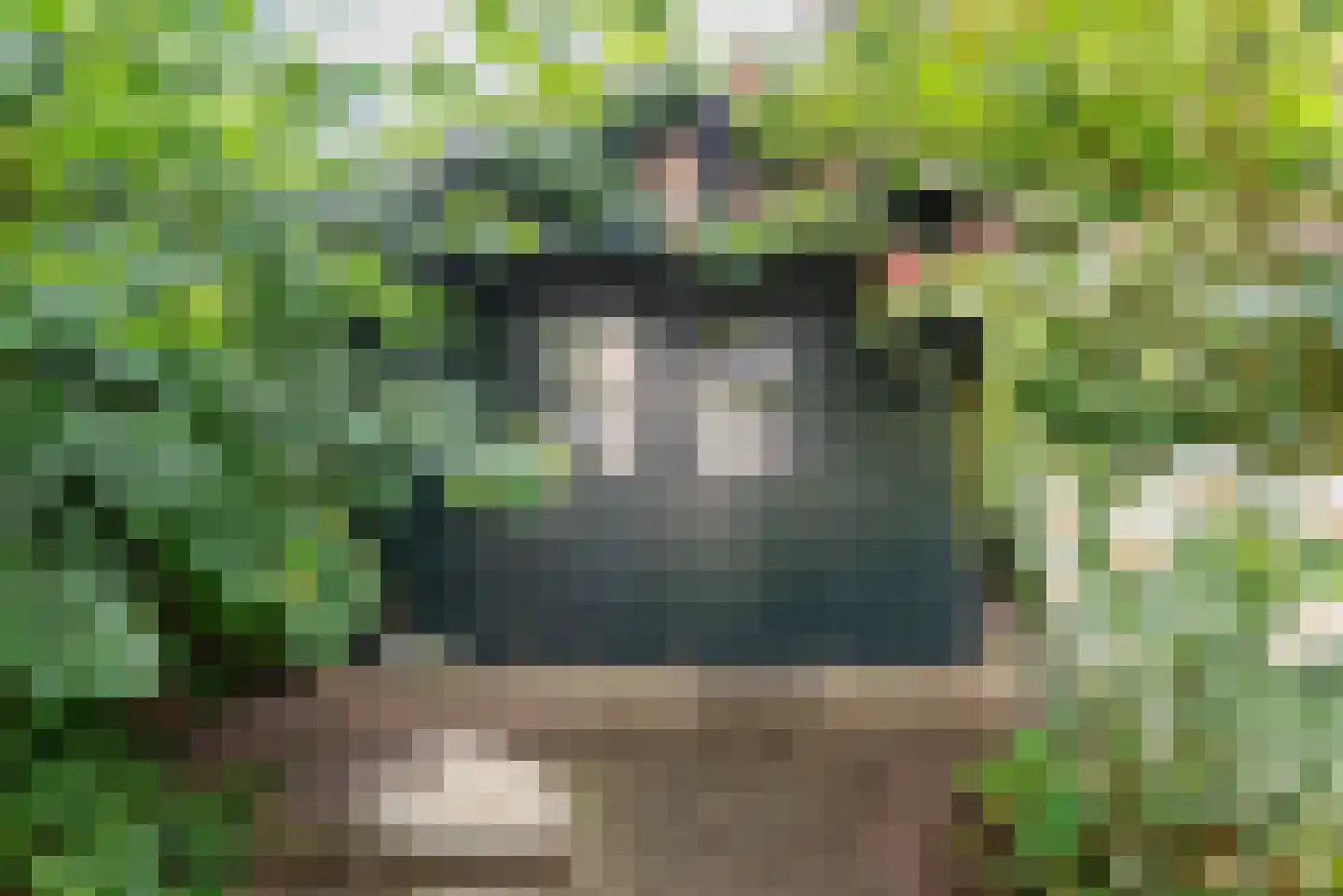 Noordse Stern 3 Ulft thumbnail 41