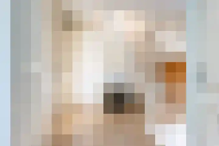 Noordse Stern 4 Ulft thumbnail 21