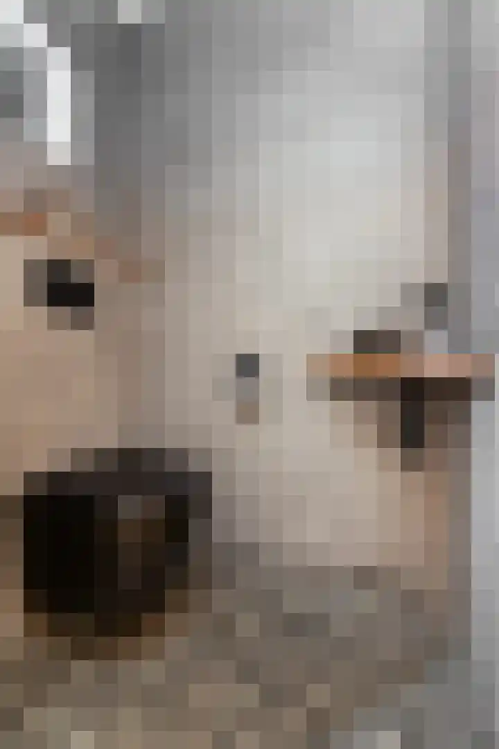 Noordsingel 146 Wezep thumbnail 20