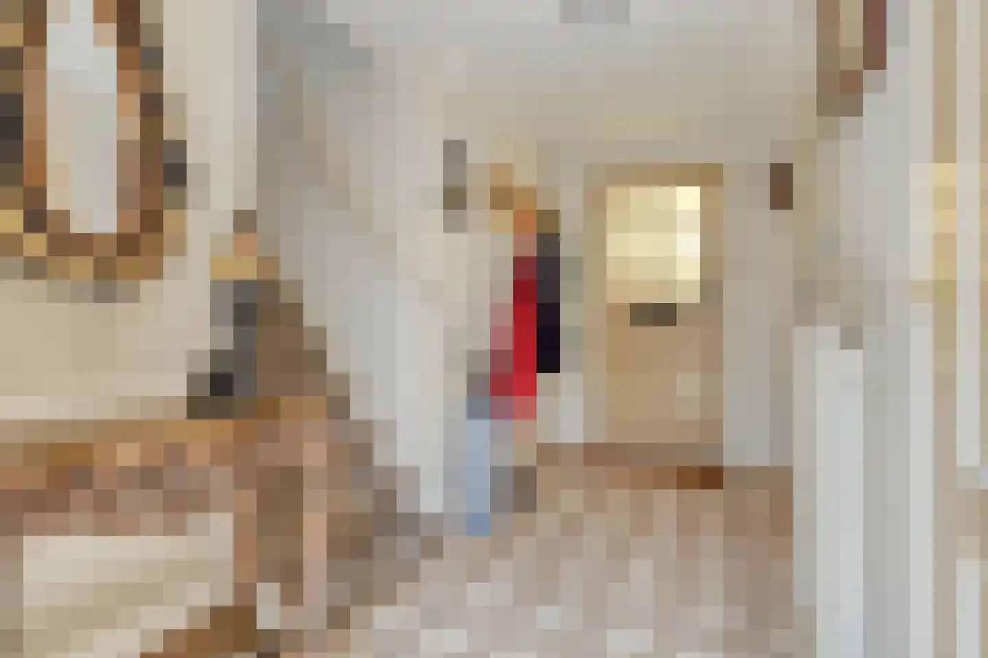 Noordstraat 21 Borssele thumbnail 4
