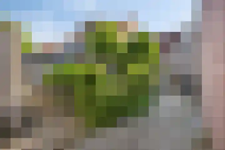 Noordstraat 23 Arnemuiden thumbnail 17