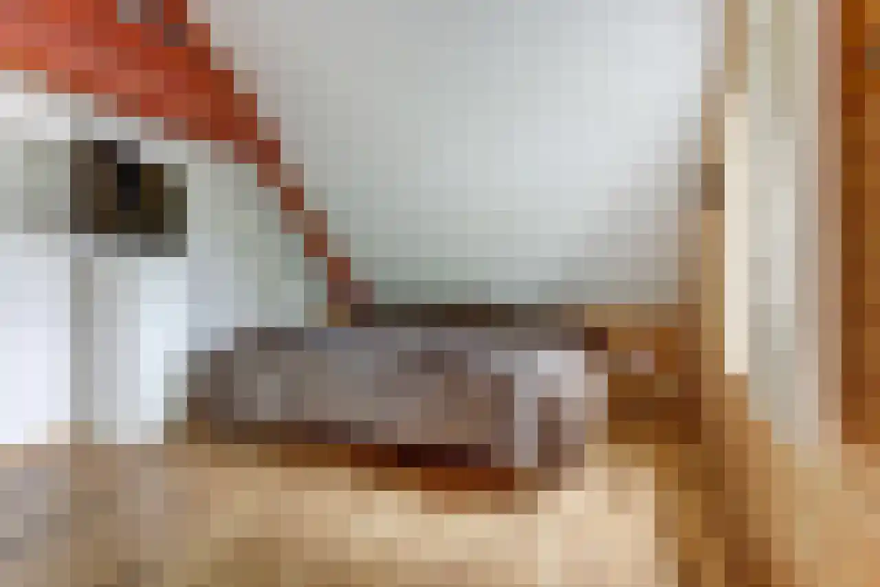 Noordstraat 51 Landhorst thumbnail 21