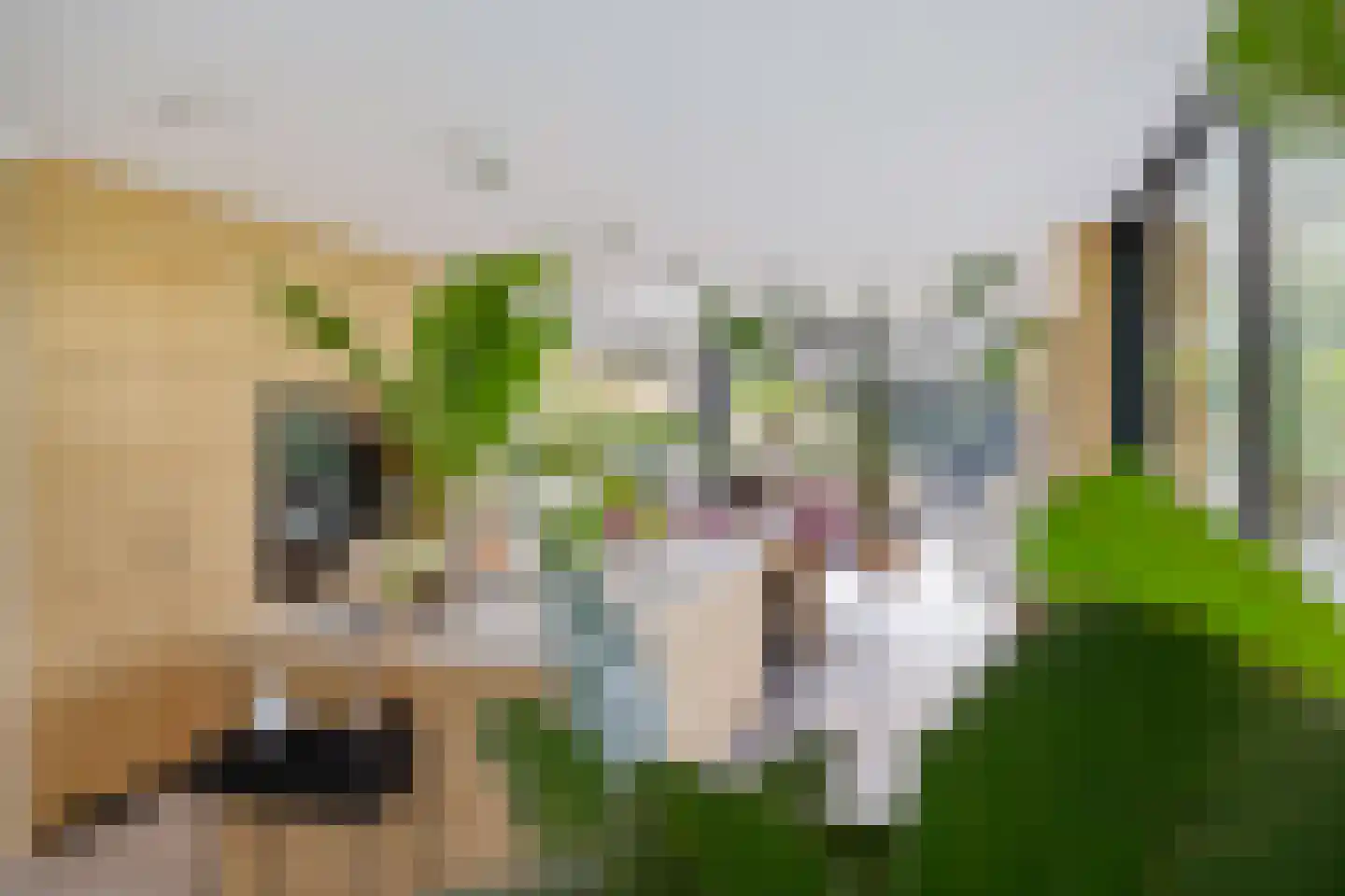 Noordstukkendrift 2 Bunne thumbnail 24
