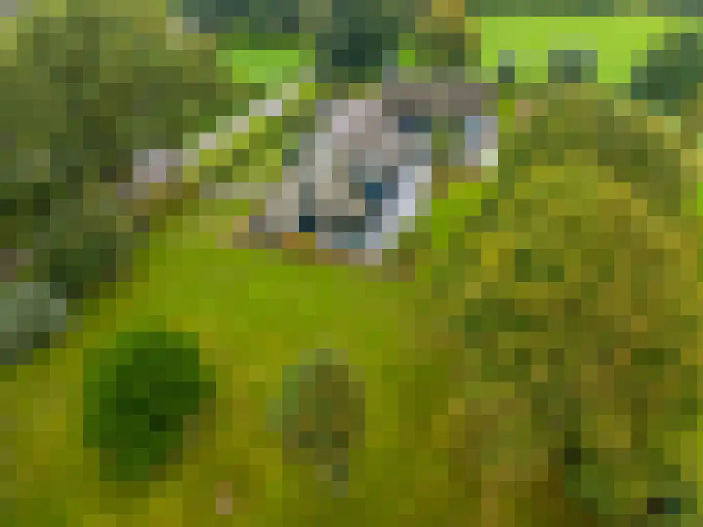 Noordstukkendrift 2 Bunne thumbnail 8