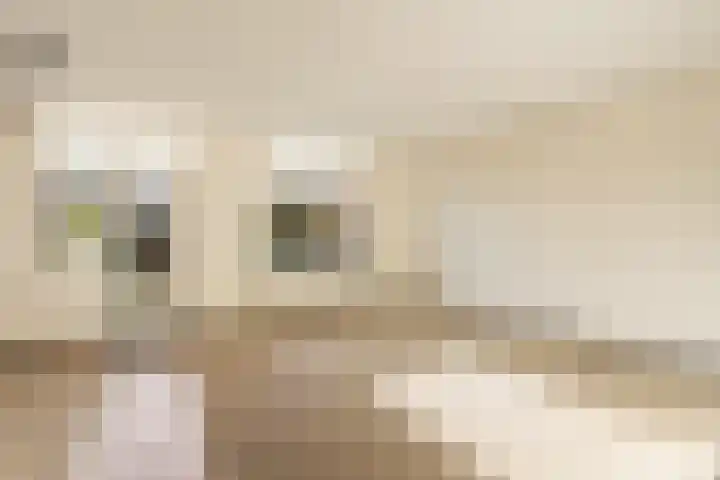 Noordwal 37 Huizen thumbnail 7