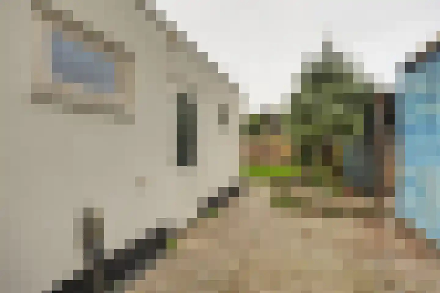 Noordweg 24 Sint Philipsland thumbnail 27