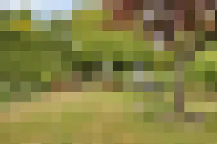 Noordzeepark-Zuiderdiep 9 Ouddorp thumbnail 31