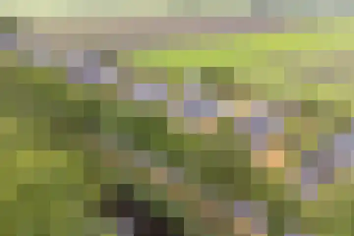 Noordzijde 7 C Odoornerveen thumbnail 4