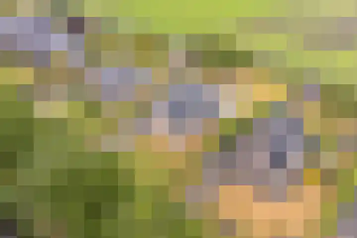Noordzijde 7 C Odoornerveen thumbnail 93