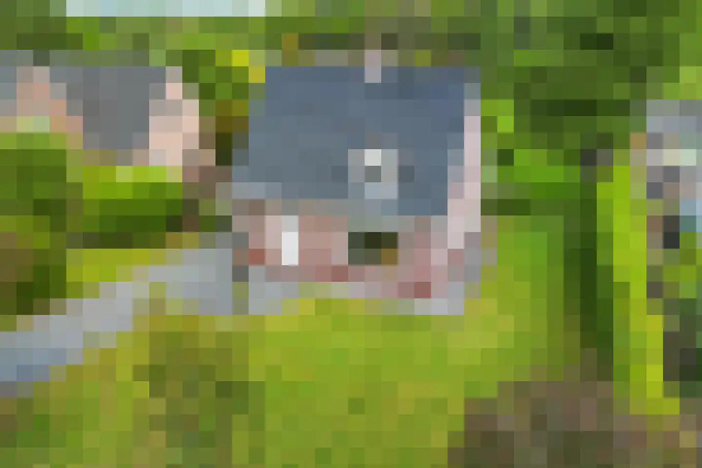 Noordzijde 89 Gasselternijveenschemond thumbnail 48