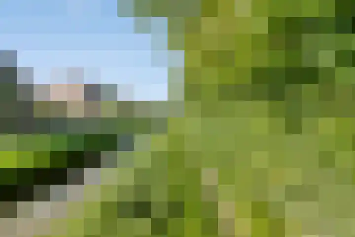 Noordzijdsedijk 144 Hoogvliet Rotterdam thumbnail 10
