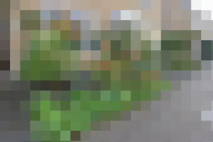 Noordzoom 16 Marknesse thumbnail 28