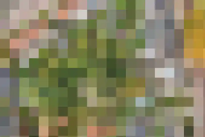 Noordzoom 48 Marknesse thumbnail 51