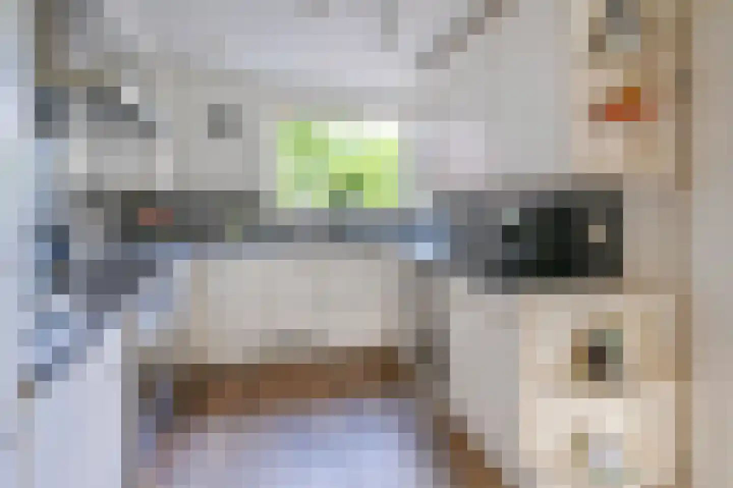 Noorse Lijster 11 Uithoorn thumbnail 11