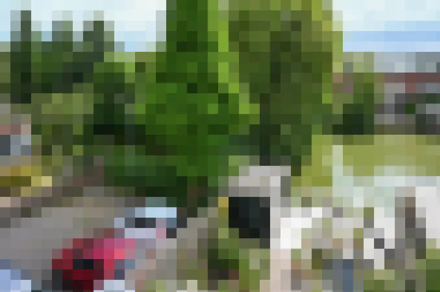 Noorse Lijster 11 Uithoorn thumbnail 27