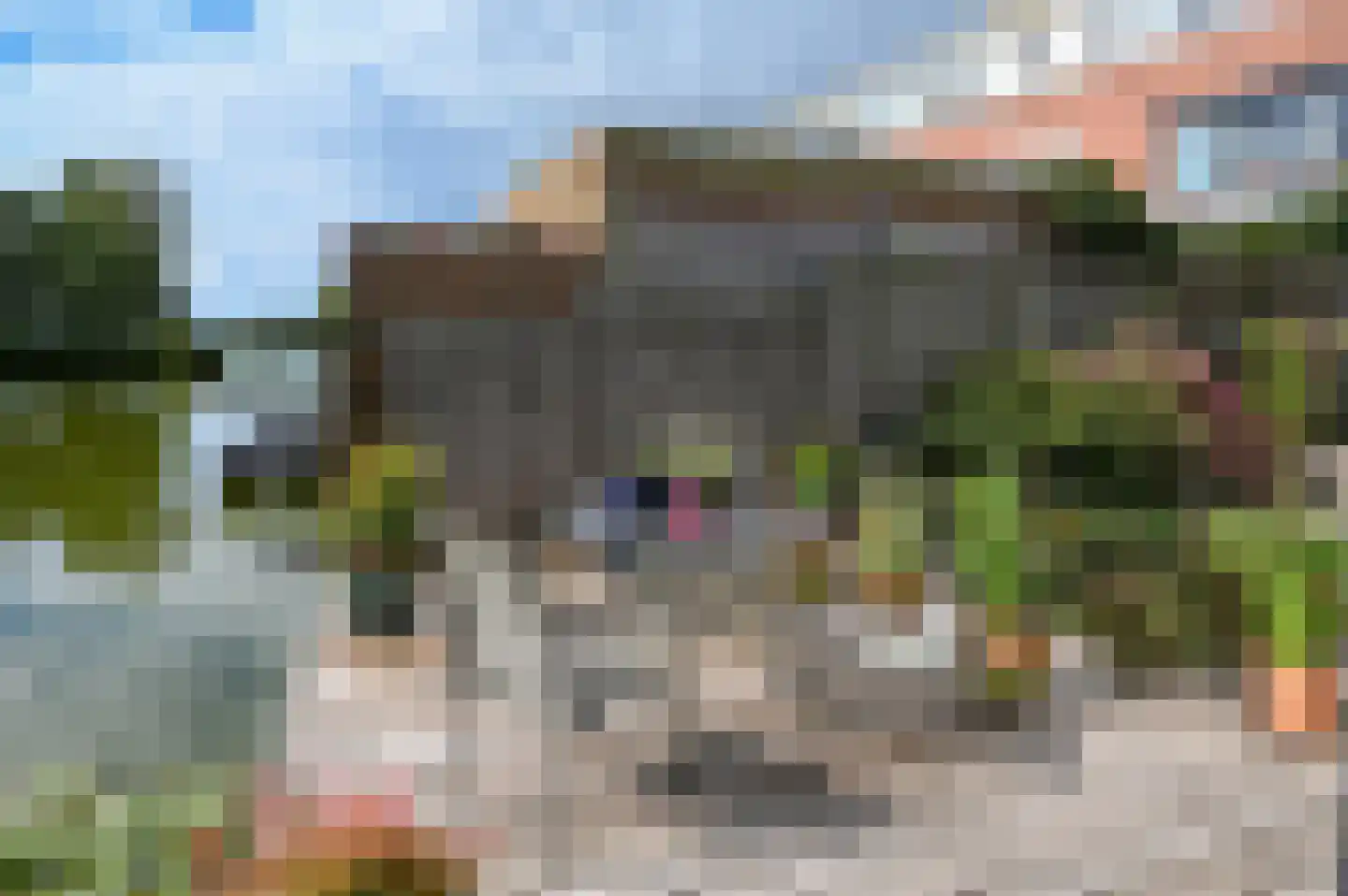 Noorse Lijster 11 Uithoorn thumbnail 31