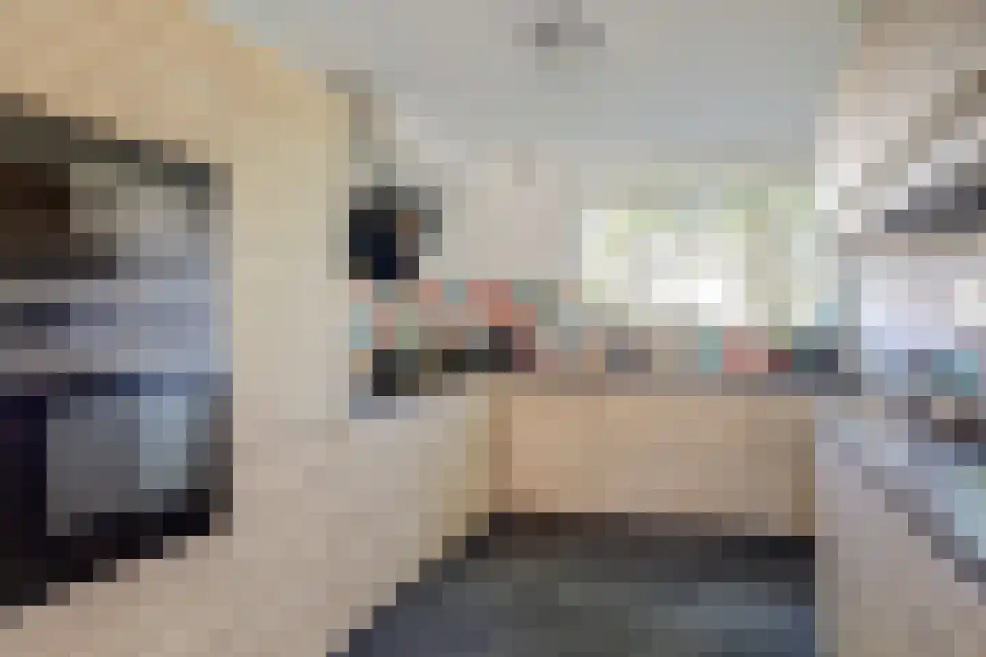 Noorse Lijster 3 Uithoorn thumbnail 13