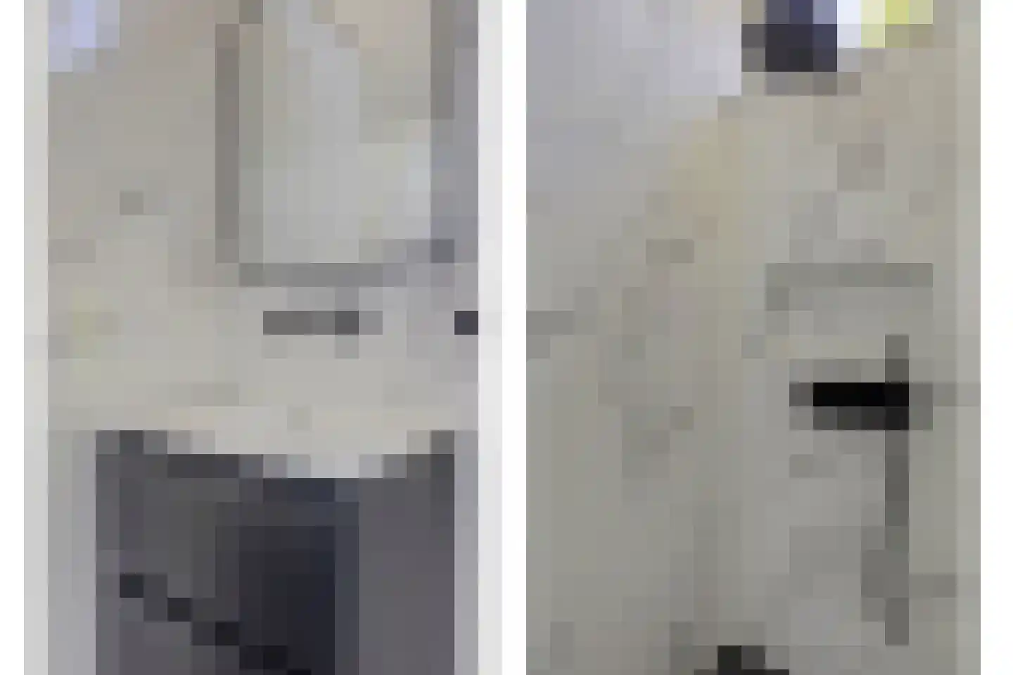 Noorse Lijster 3 Uithoorn thumbnail 33