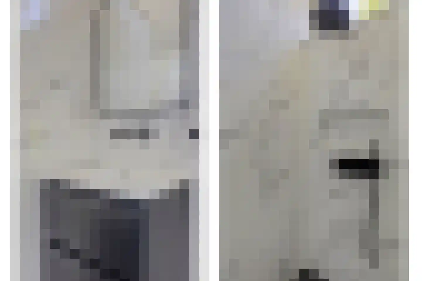 Noorse Lijster 3 Uithoorn thumbnail 33
