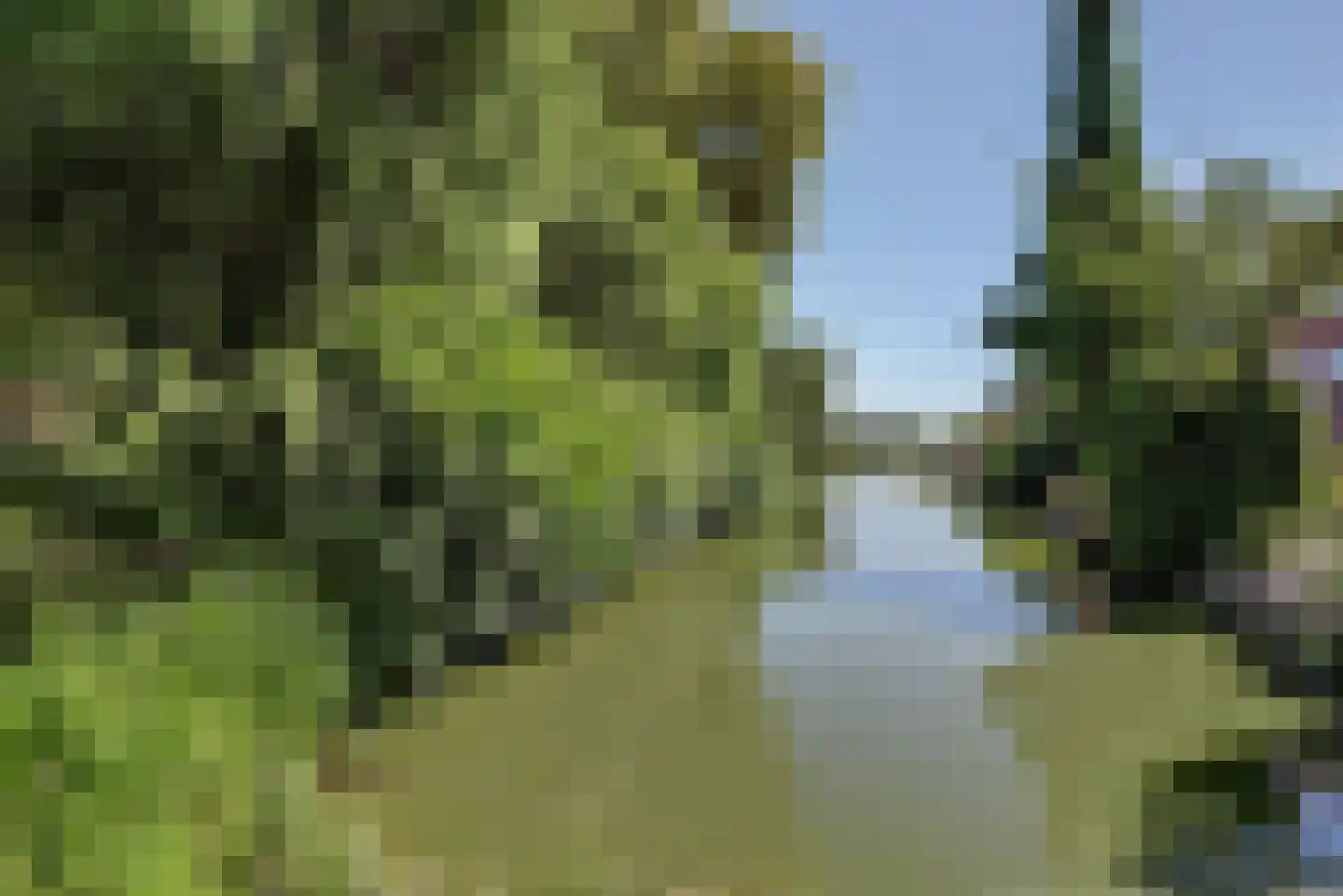Noorse Lijster 3 Uithoorn thumbnail 43