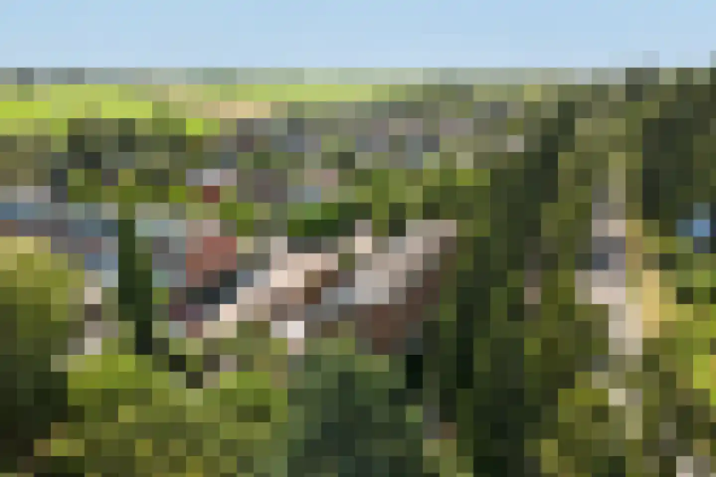Noorse Lijster 3 Uithoorn thumbnail 44