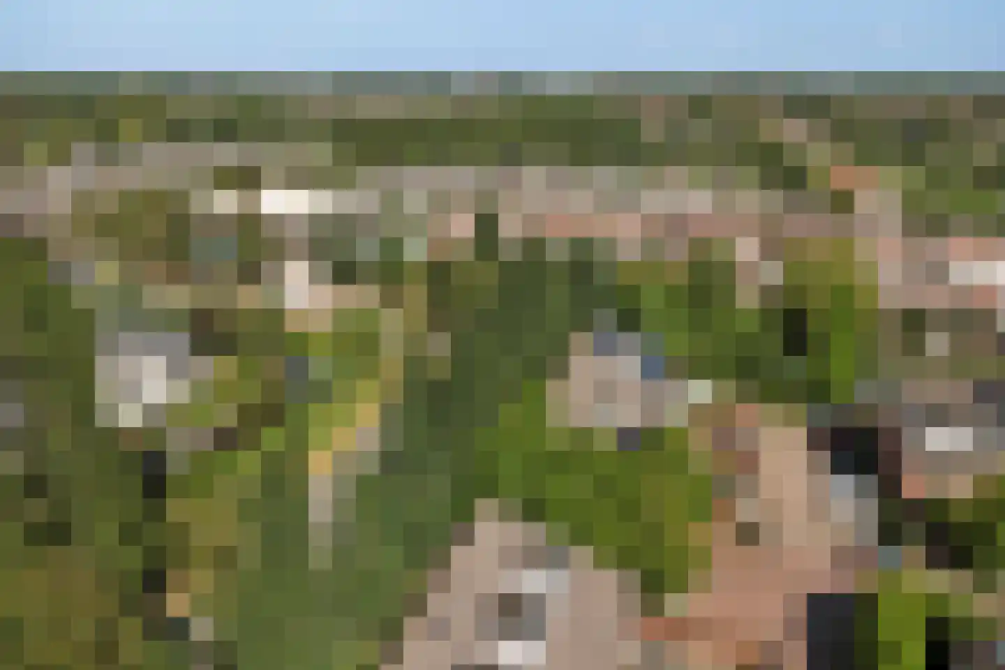 Noorse Lijster 3 Uithoorn thumbnail 46