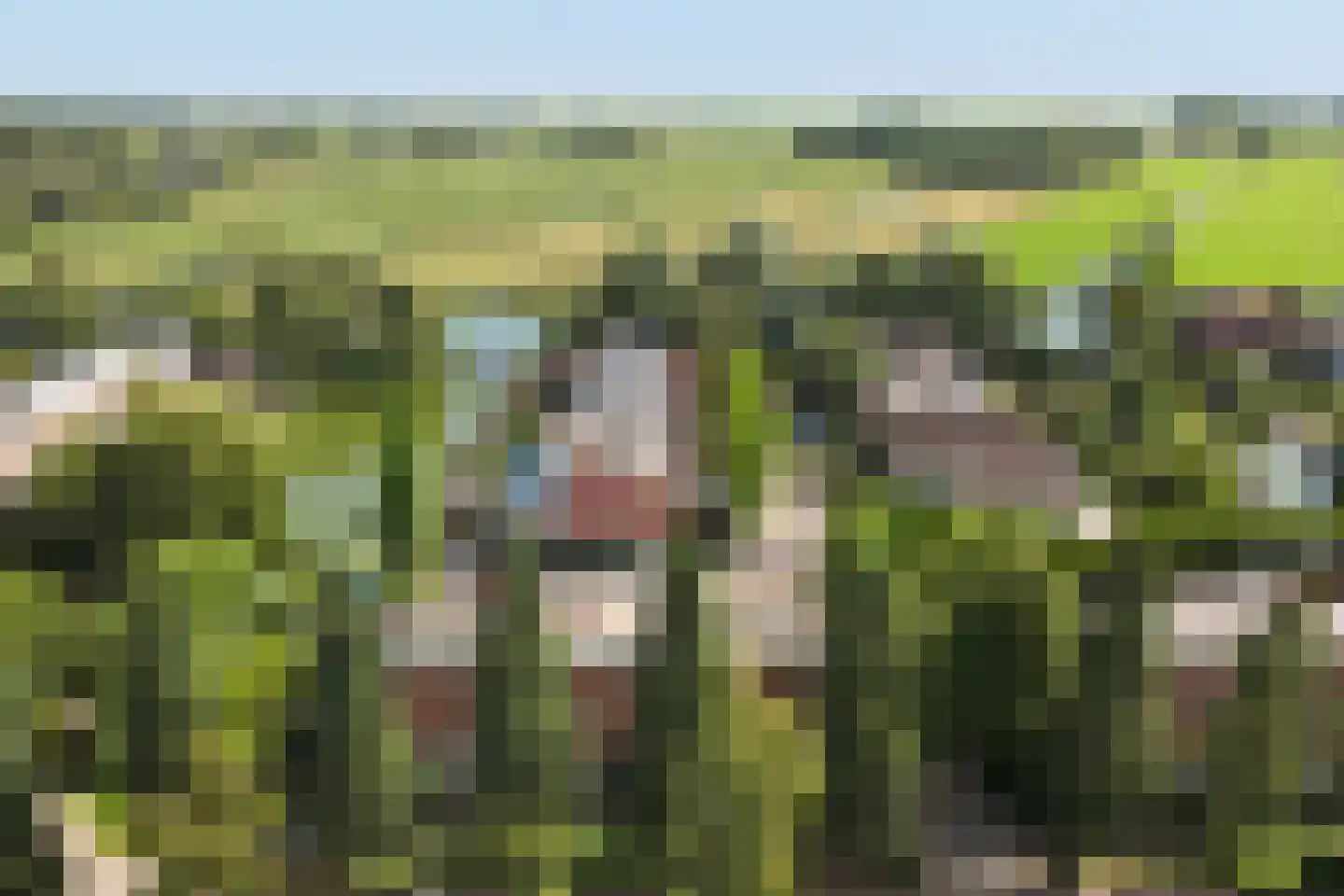 Noorse Lijster 3 Uithoorn thumbnail 47