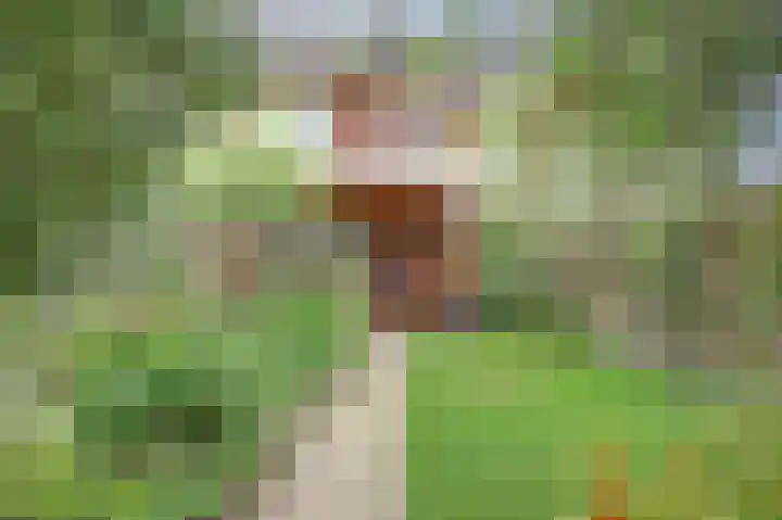 Noorse Wal 6 Hank thumbnail 37