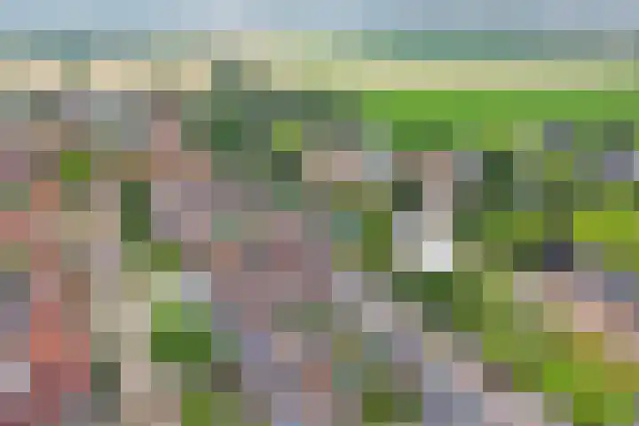 Noorse Wal 6 Hank thumbnail 38