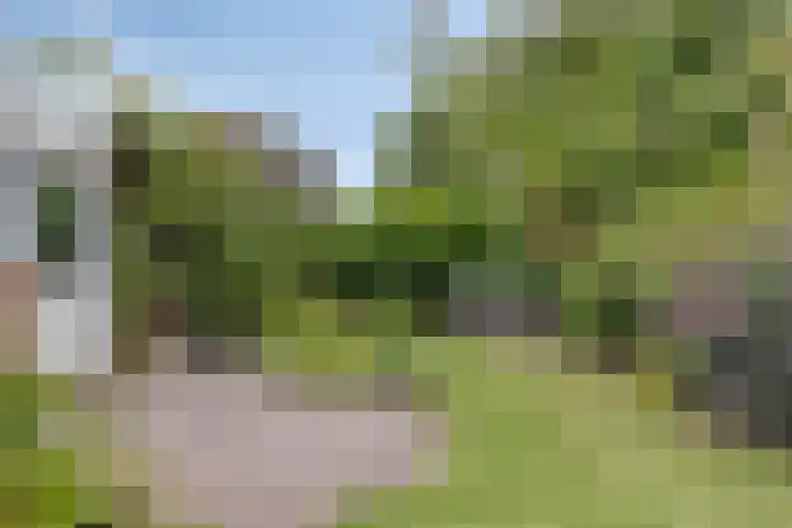 Noppenstraat 4 Hulst thumbnail 5