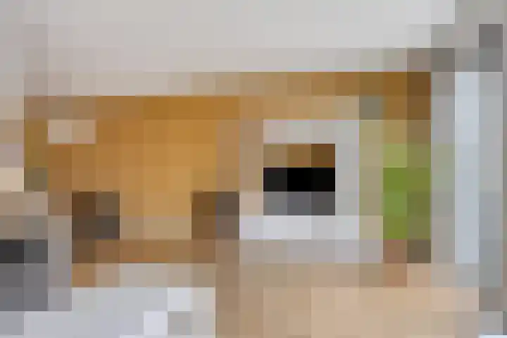 Notarisappel 10 Kampen thumbnail 16