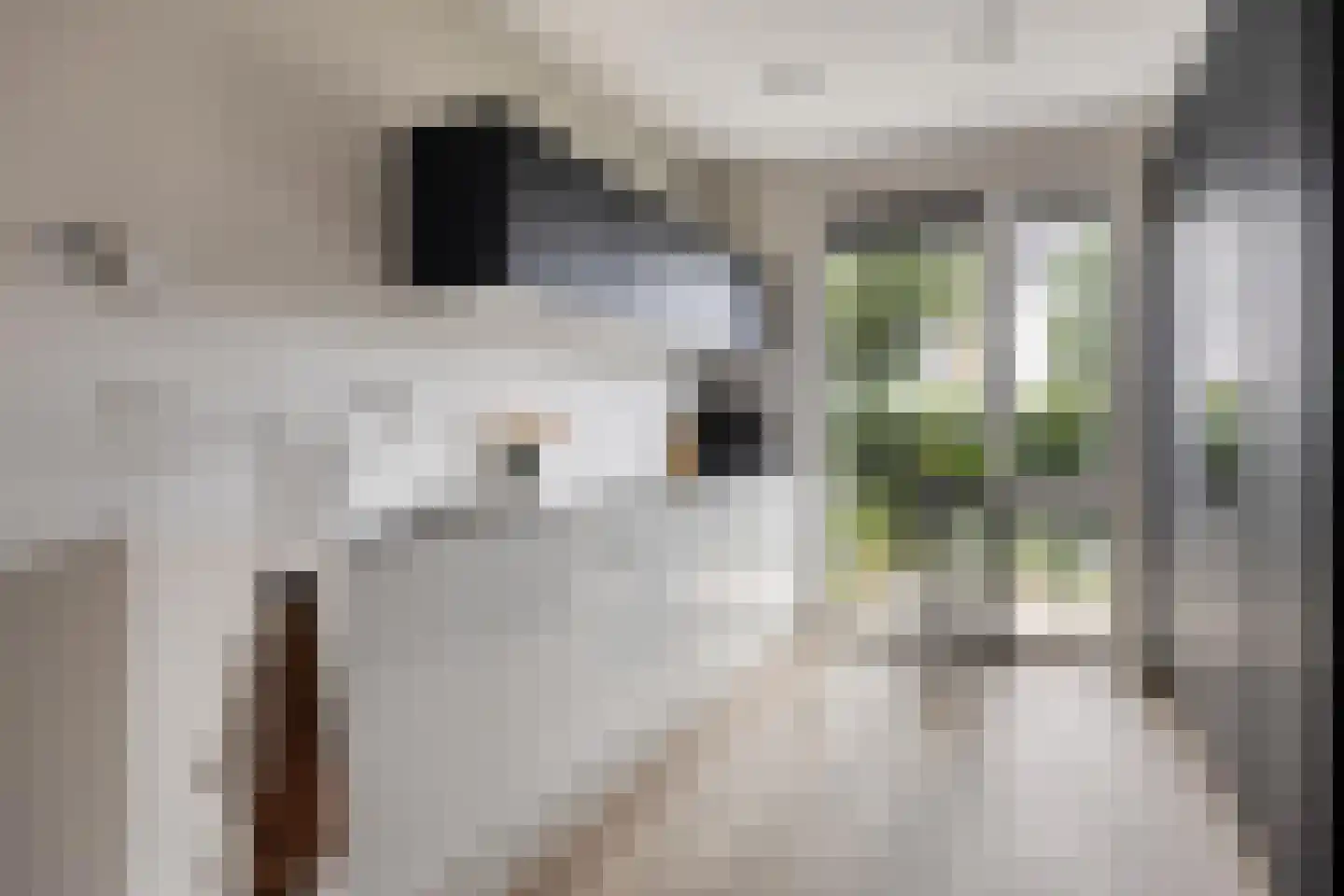 Notarisappel 11 Kampen thumbnail 12