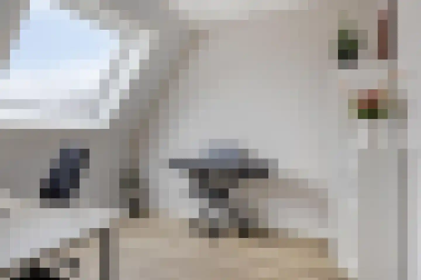 Notarisappel 11 Kampen thumbnail 20