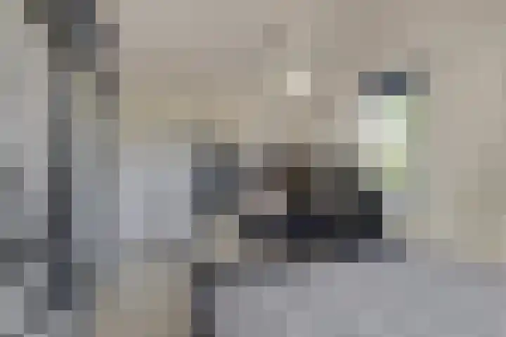 Notarisappel 188 Tiel thumbnail 29