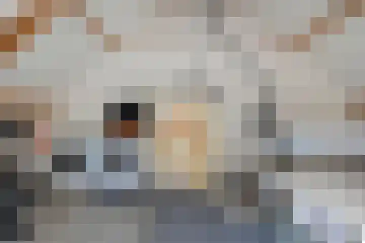 Notarisappel 21 Helden thumbnail 28