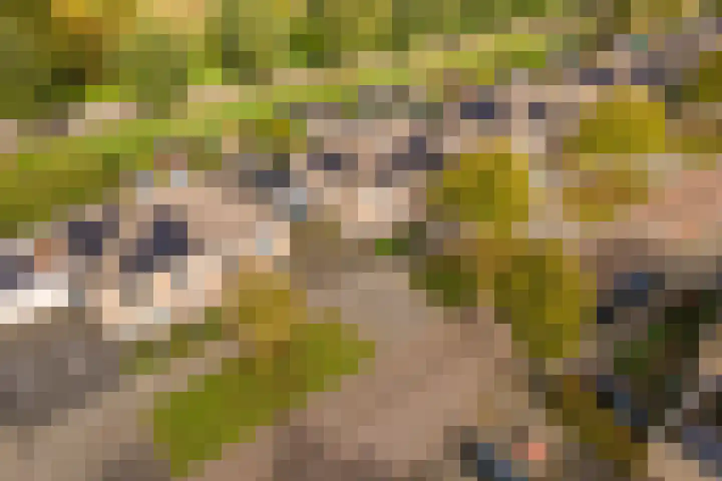 Notarisappel 234 Tiel thumbnail 59