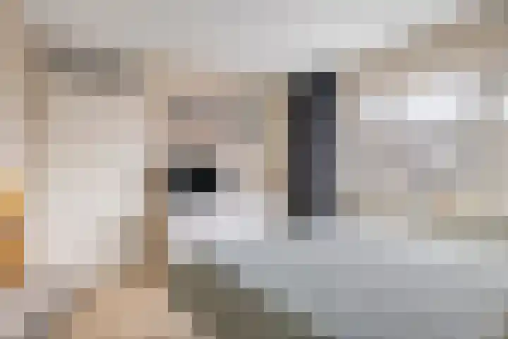 Notarisappel 27 Tiel thumbnail 19
