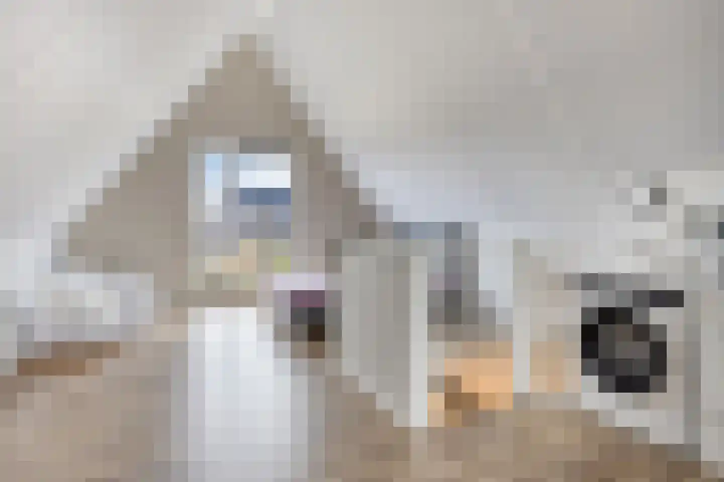 Notarisappel 42 Kampen thumbnail 33