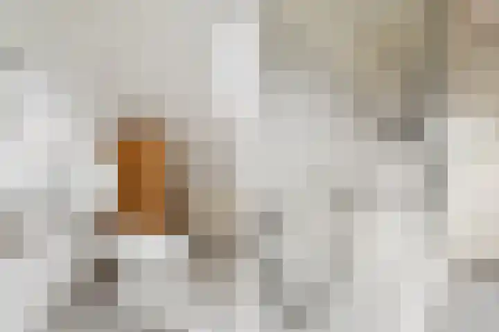 Notarisappelgaard 12 Arnhem thumbnail 28