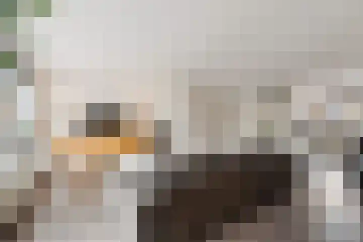 Notarisappelgaard 12 Arnhem thumbnail 8